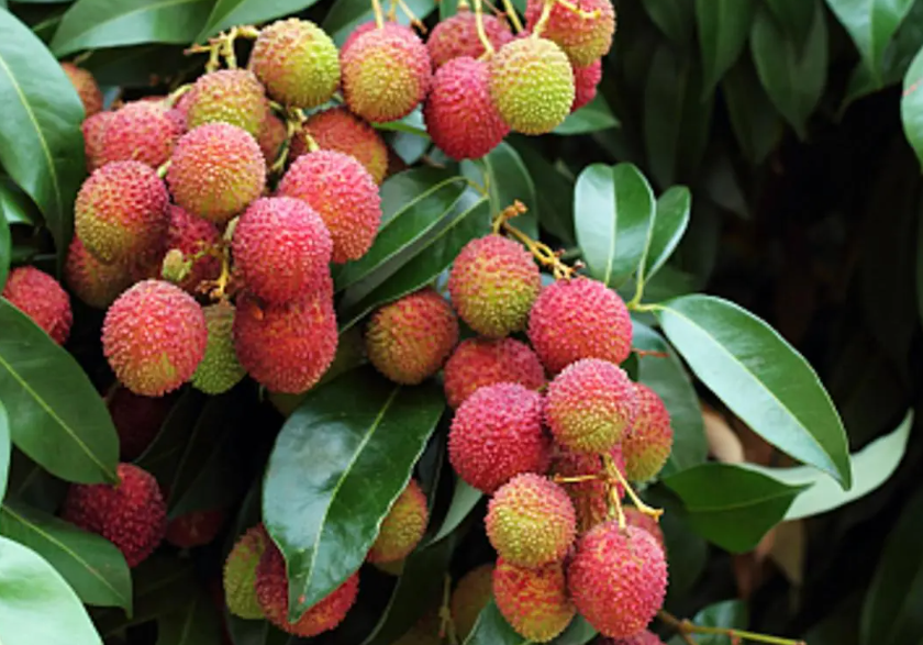 十年的荔枝树值钱吗