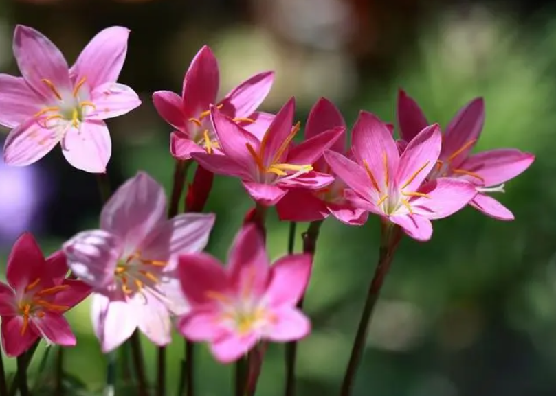 韭菜莲花学名叫什么