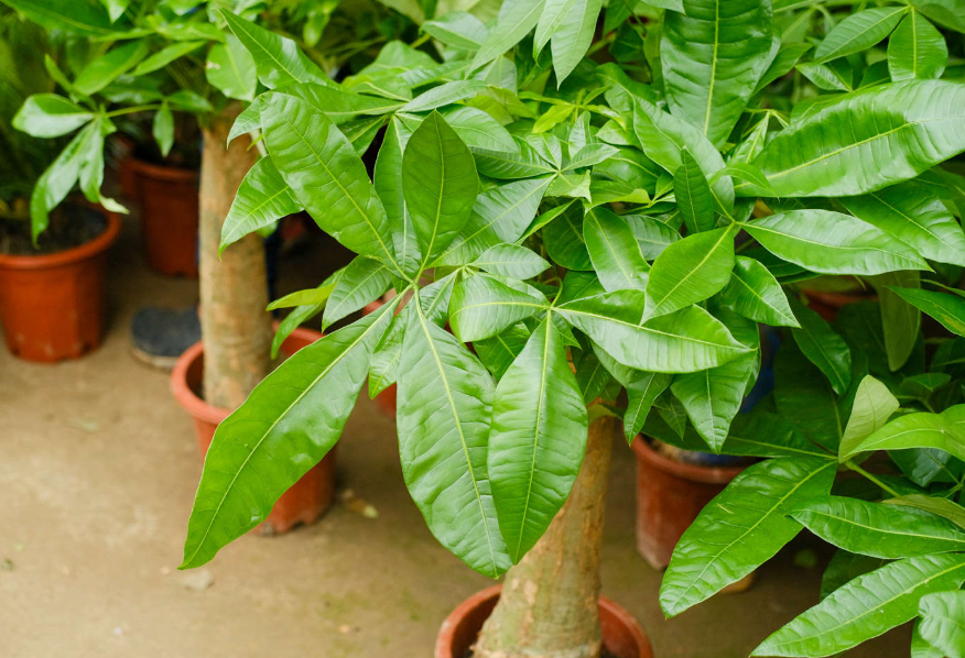 发财树长了很多枝叶是否需要修剪