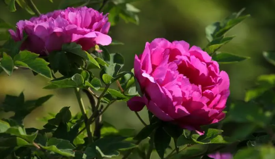 牡丹花的叶子像什么形状