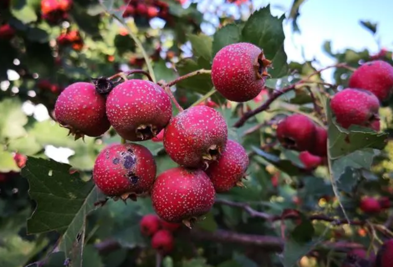 院子里栽山楂树好吗
