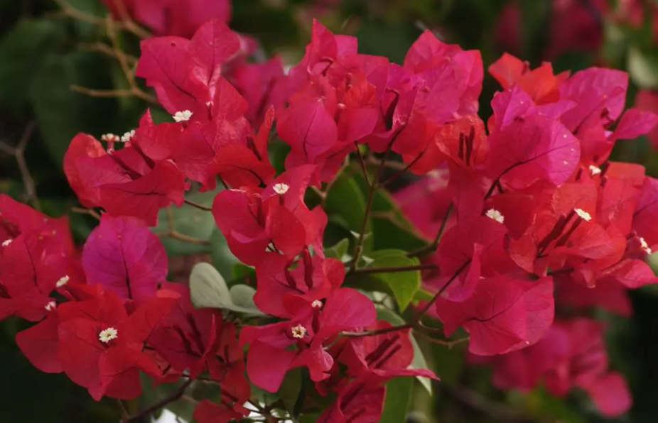 红九月三角梅勤花吗