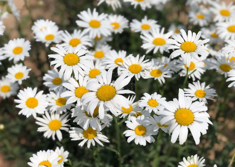 白晶菊的花语和寓意