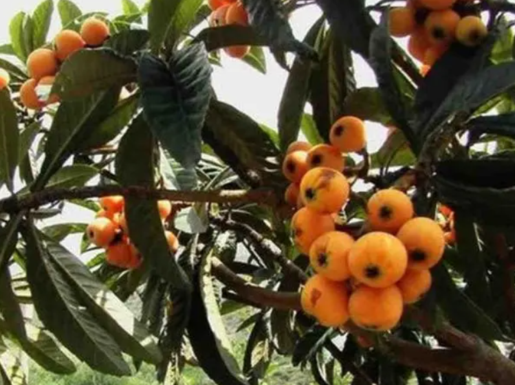 枇杷树几月份施肥效好