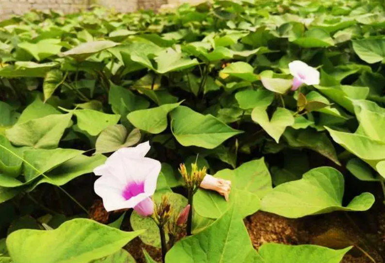 地瓜开花后还要生长多长时期