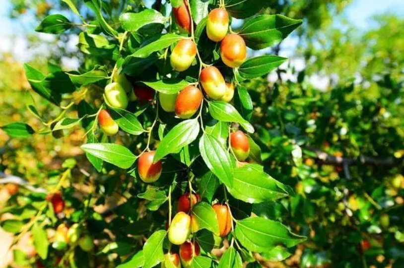 枣树现在移栽能活吗