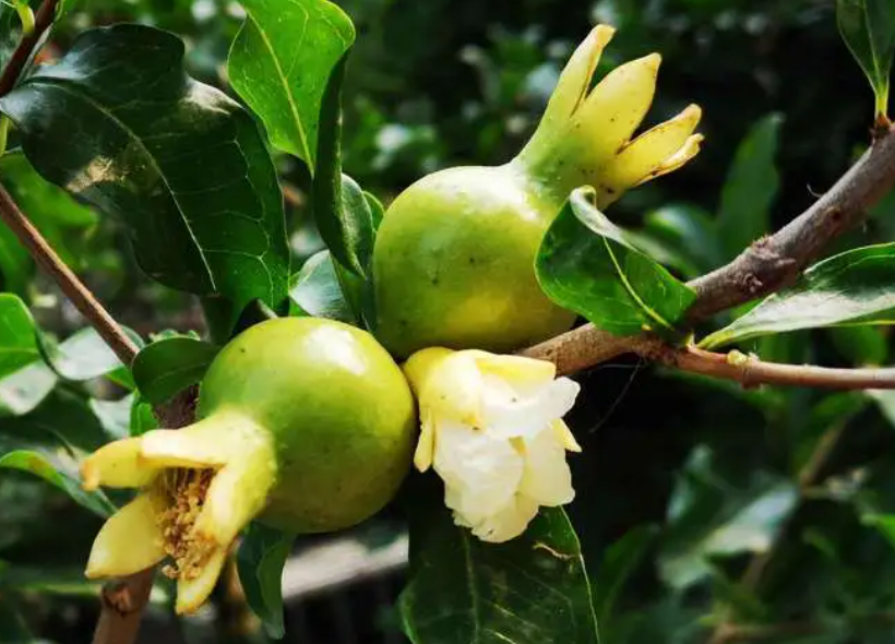 石榴树的生活环境及特点