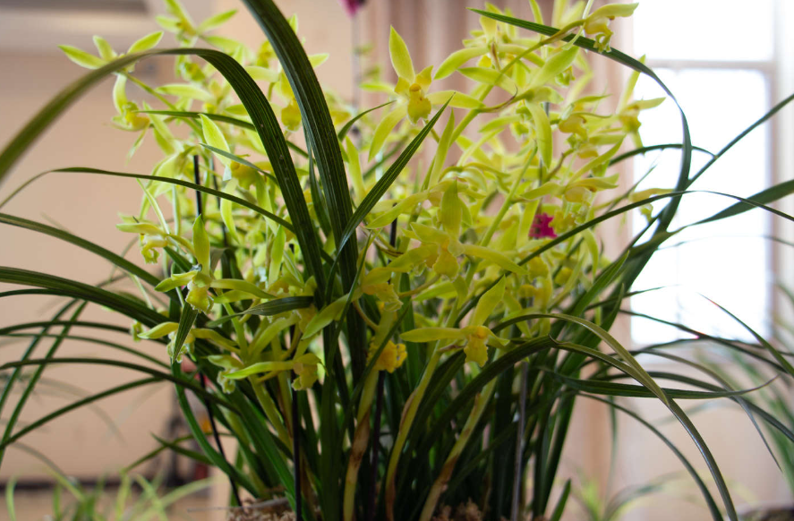 兰花要用什么肥料