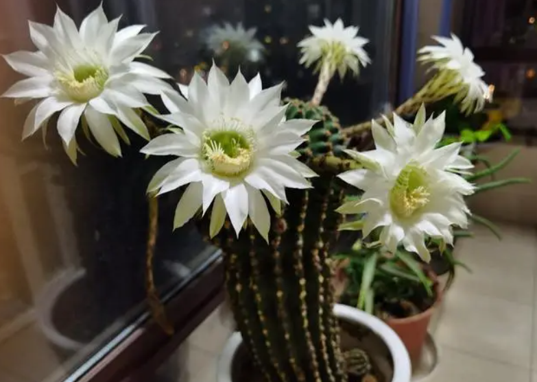 仙人柱开花的养护方法