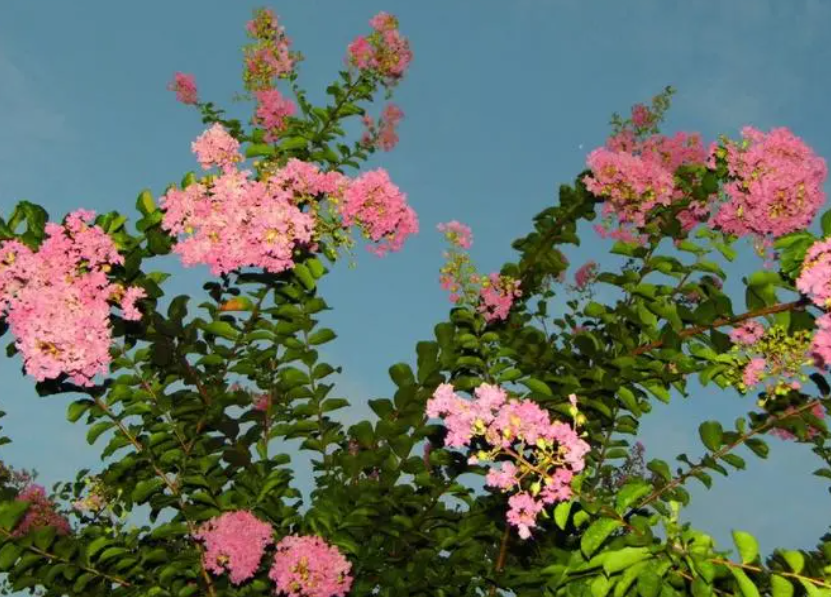 冬天紫薇树裸根移栽会死吗