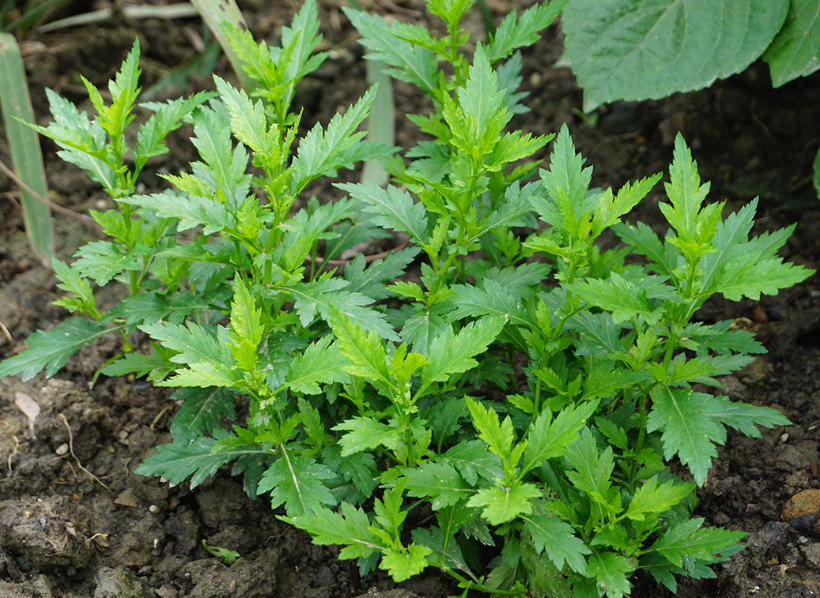 菊花脑冬天会不会冻死