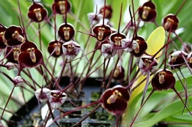 猴面花种子怎么种植