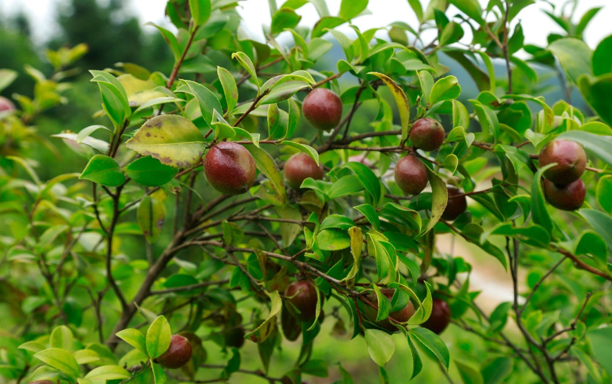 种植油茶树有前景吗