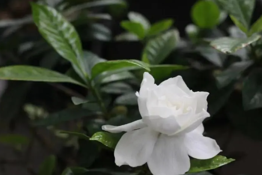 栀子花什么时候插枝最好