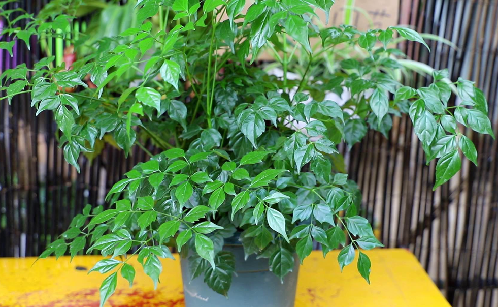 幸福树喜欢什么环境