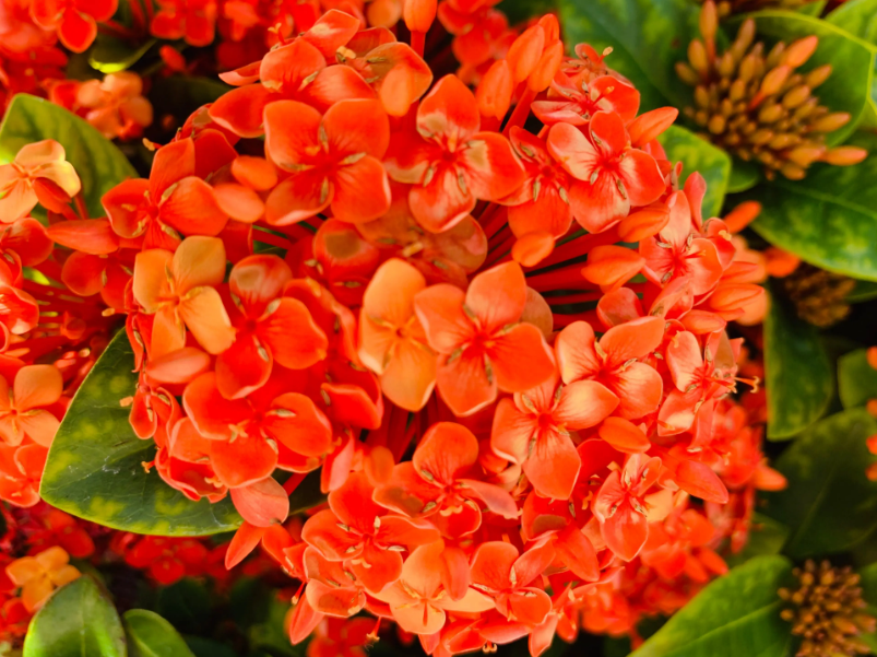 龙船花做不了高端盆景