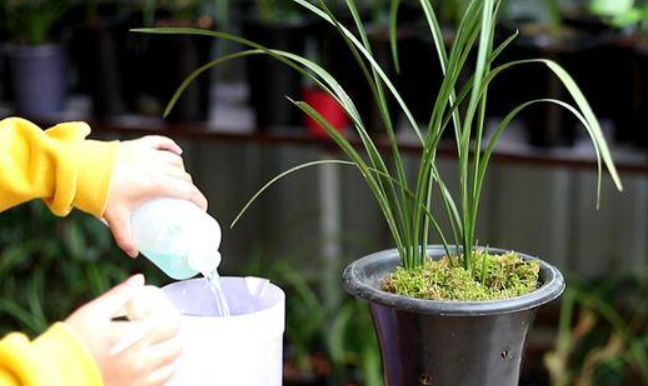 淘米水浇兰花的兑水比例