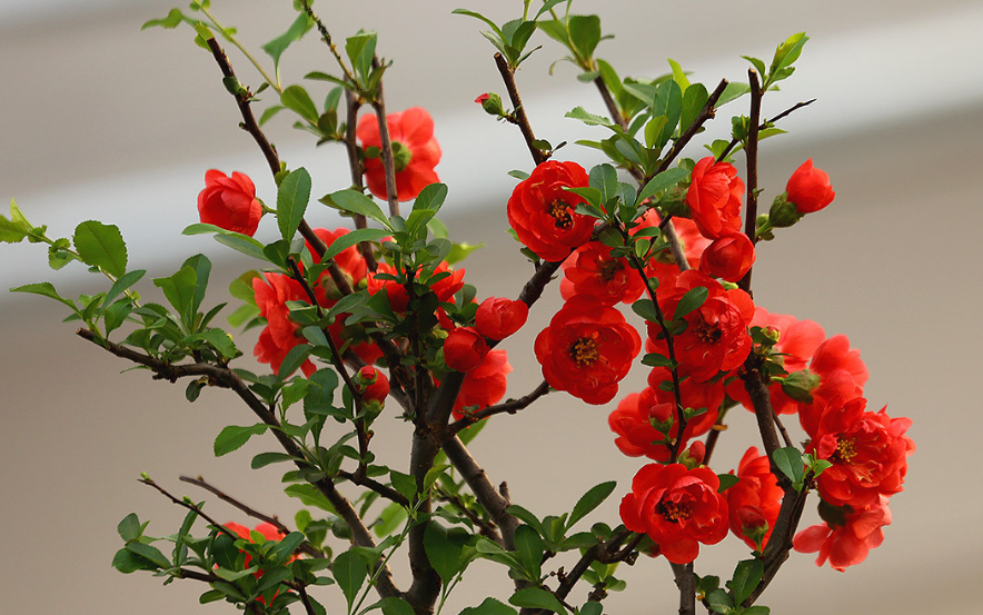 盆栽海棠花怕冷吗