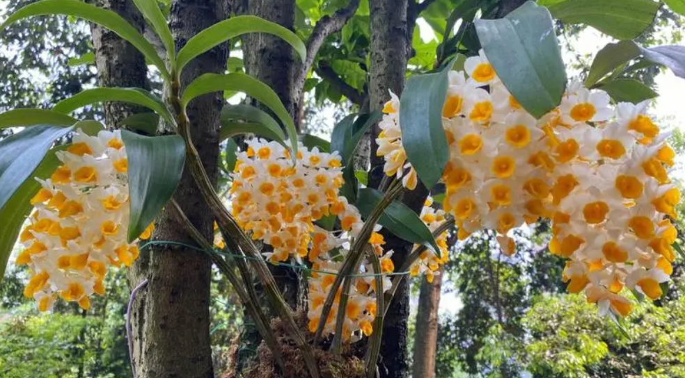 球花石斛的养殖方法及注意事项