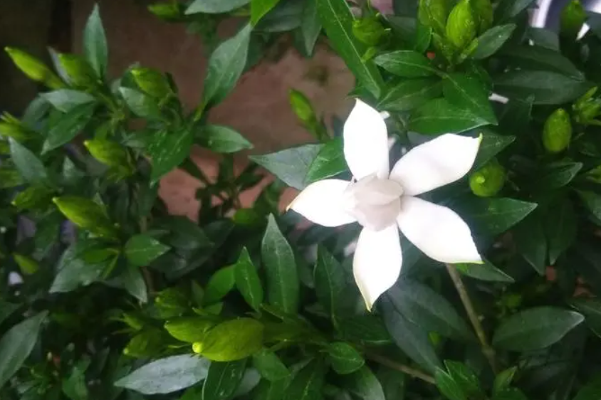 介绍栀子花生长的过程