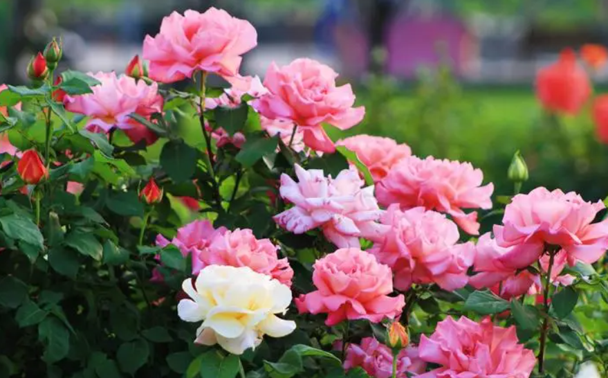 新栽的月季花怎么浇水