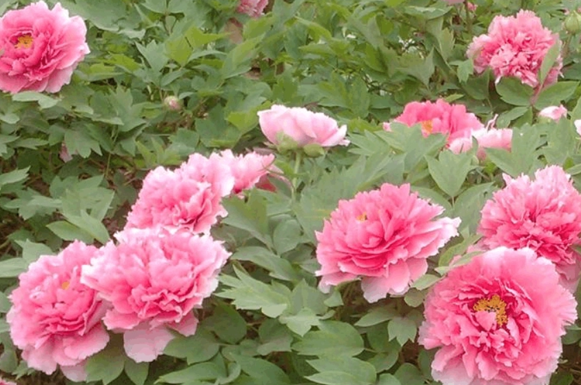 四季牡丹花怎么养