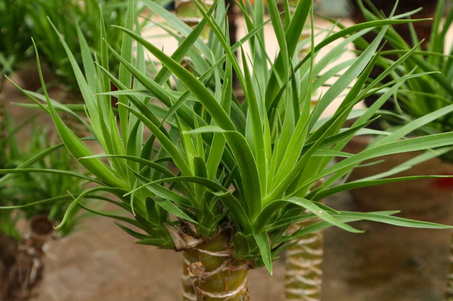 龙血树会开花结果吗