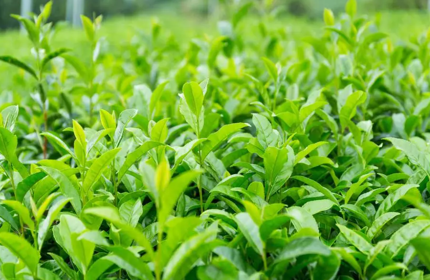 茶树有什么风水寓意