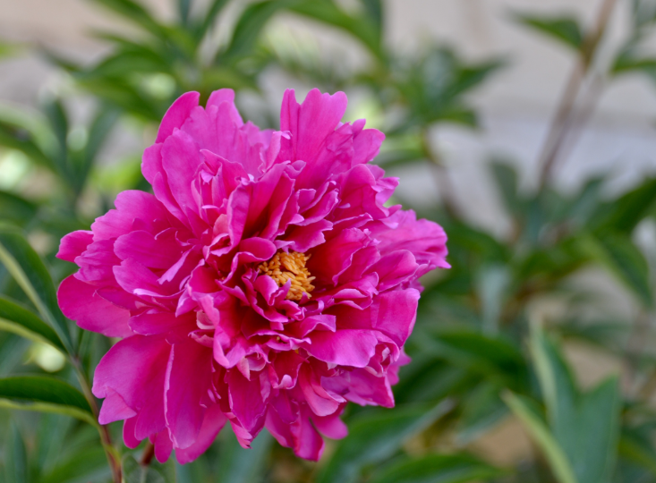 芍药开花前的注意事项
