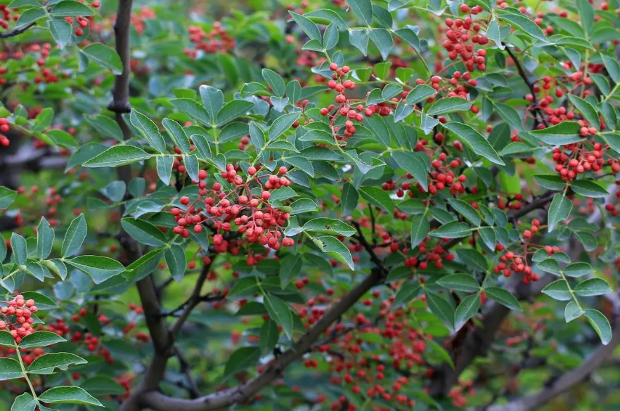 花椒树秋季嫁接时间