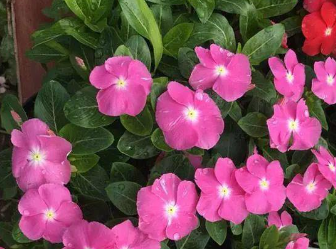 五叶梅一年开几次花