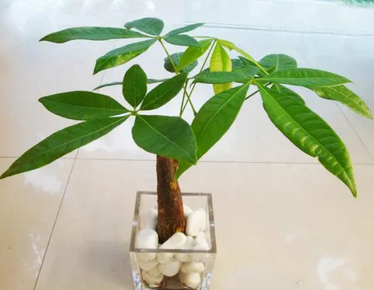 发财树叶子太多了怎么修剪