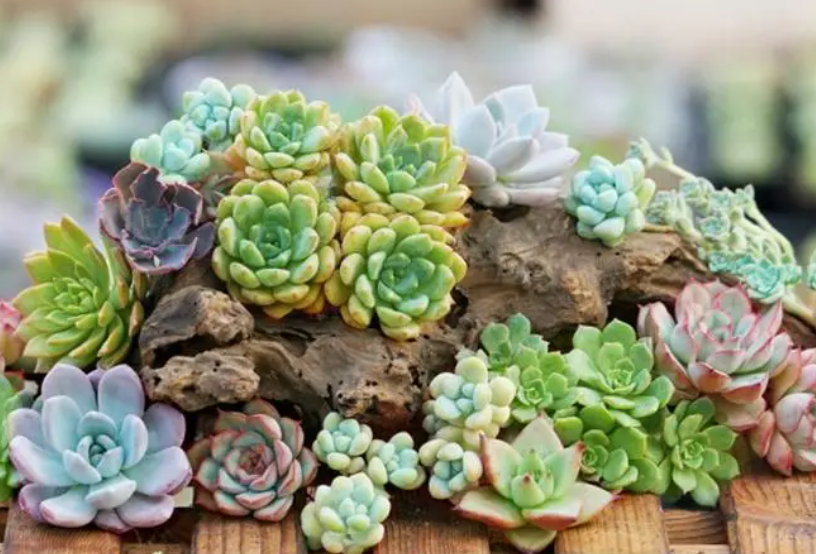 多肉花的养殖方法和注意事项