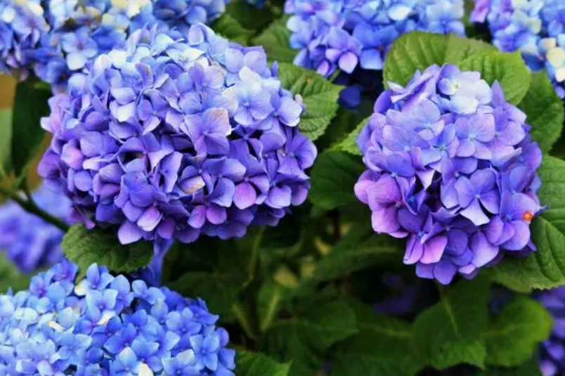 绣球花怎么种植养护