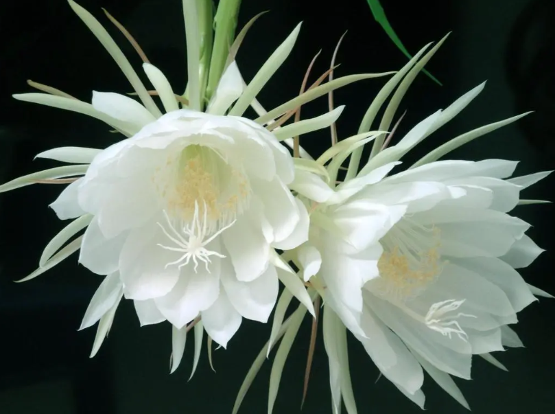 昙花杆子扦插方法