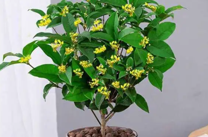 室内盆栽桂花的养殖方法和注意事项