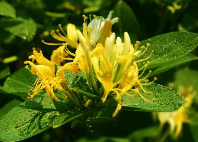 河南金银花种植利润怎么样