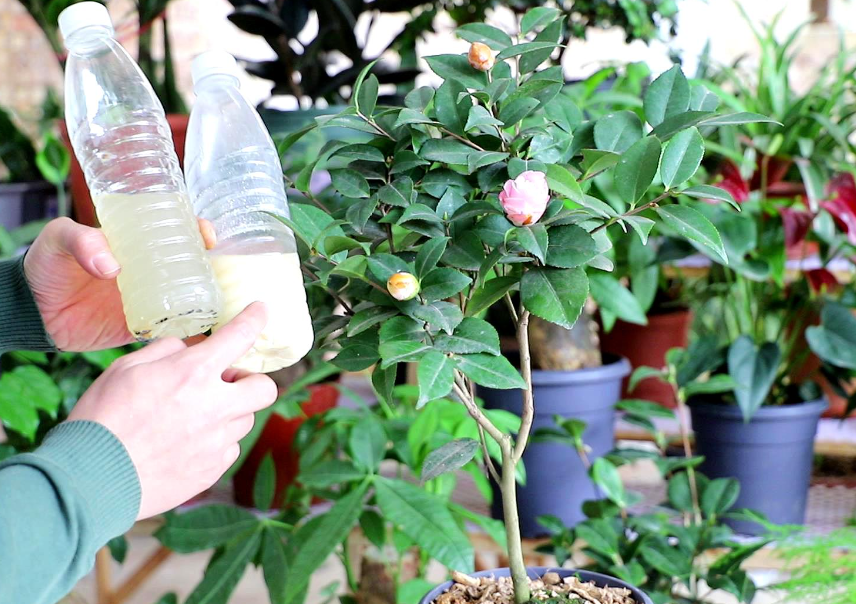 种植茶花用什么土最好