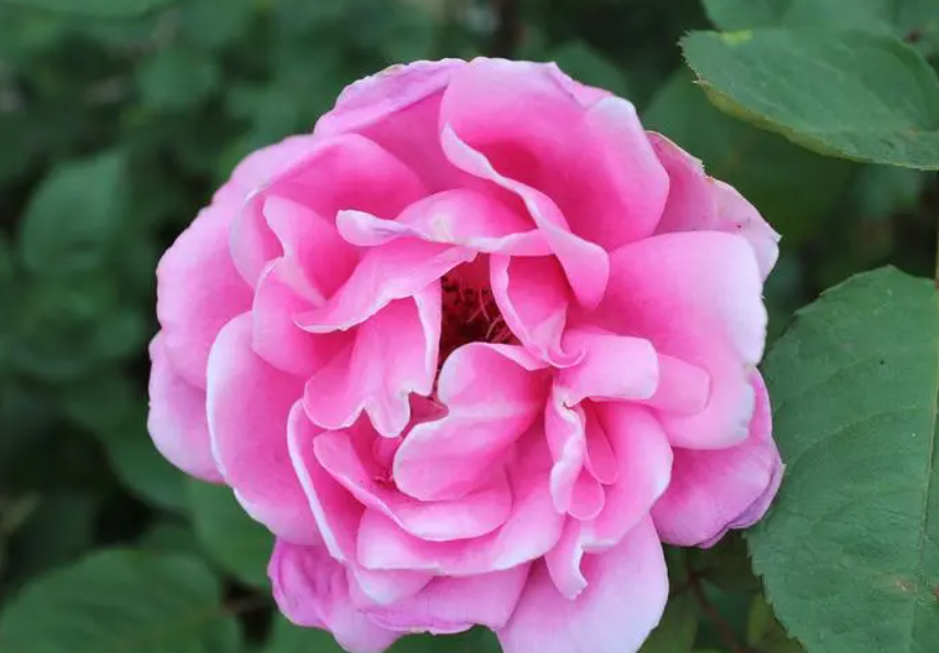 刚移盆的月季花怎么养