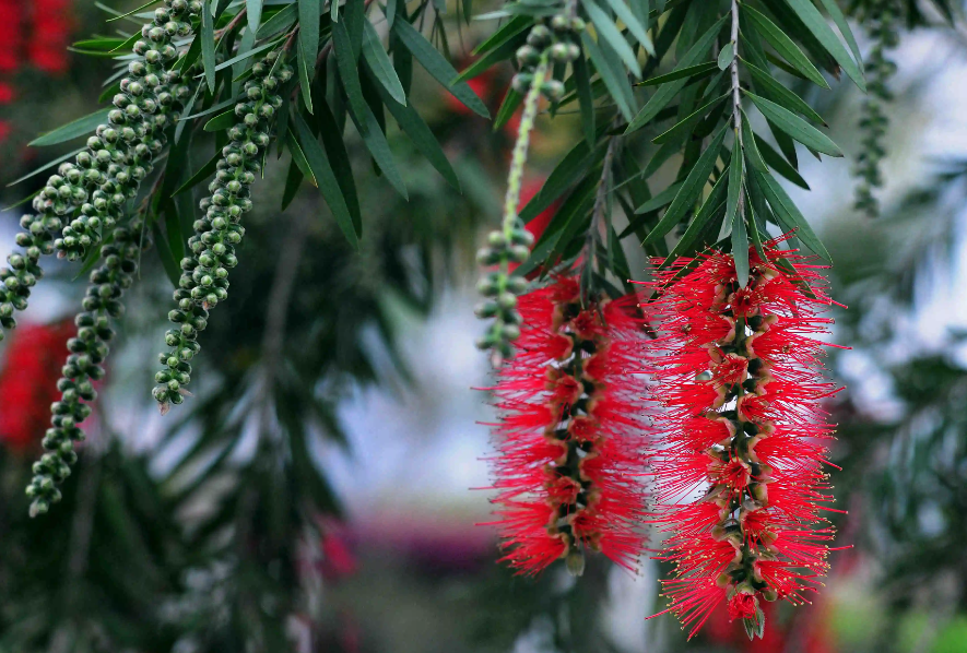 串钱柳树种在什么位置寓意好