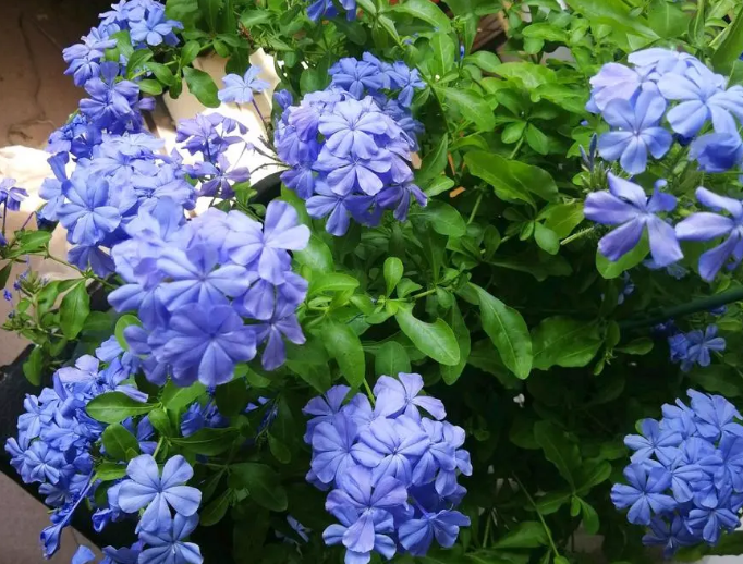 蓝雪花开花的季节