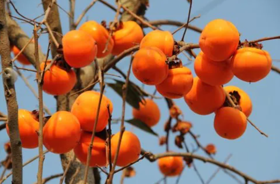 树柿子种子可以在北方种植吗