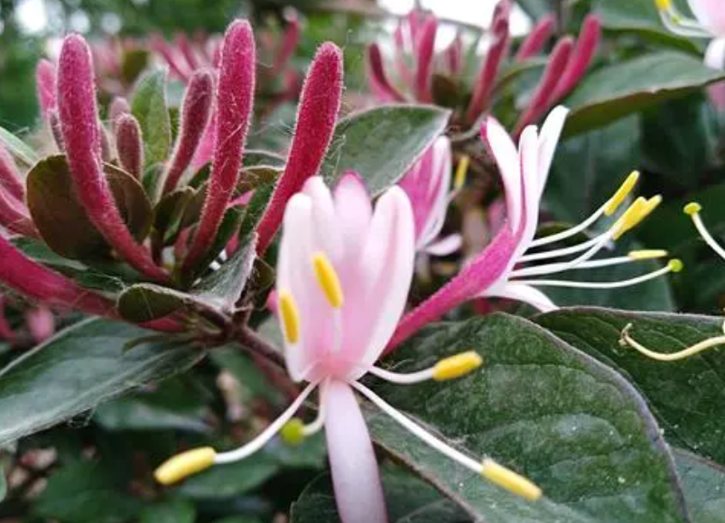 金银花什么时候修剪好