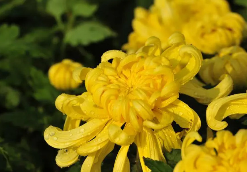 菊花扦插后何时开花