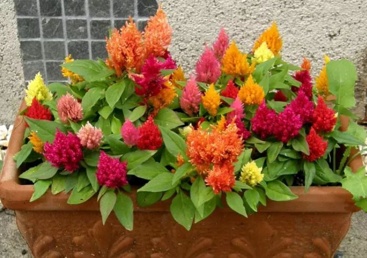 鸡冠花盆栽种植方法