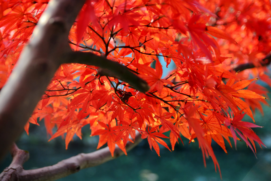 枫树可以扦插繁殖吗