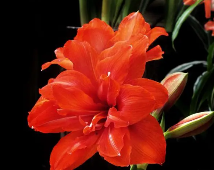 对红开完花的杆怎么办