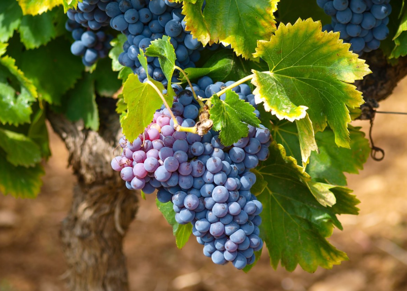 葡萄树的修剪方法