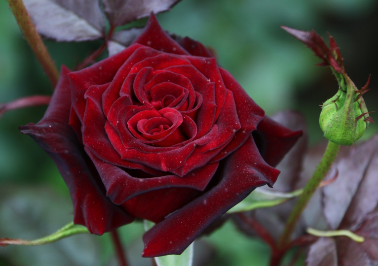 黑魔术月季是大花吗