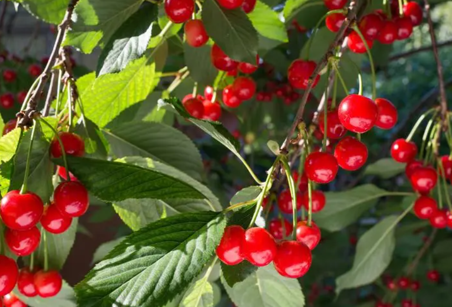 樱桃树喜欢酸性土壤还是碱性土壤